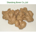 Agriculture Fresh Ginger Supply Top Quality Hot Selling